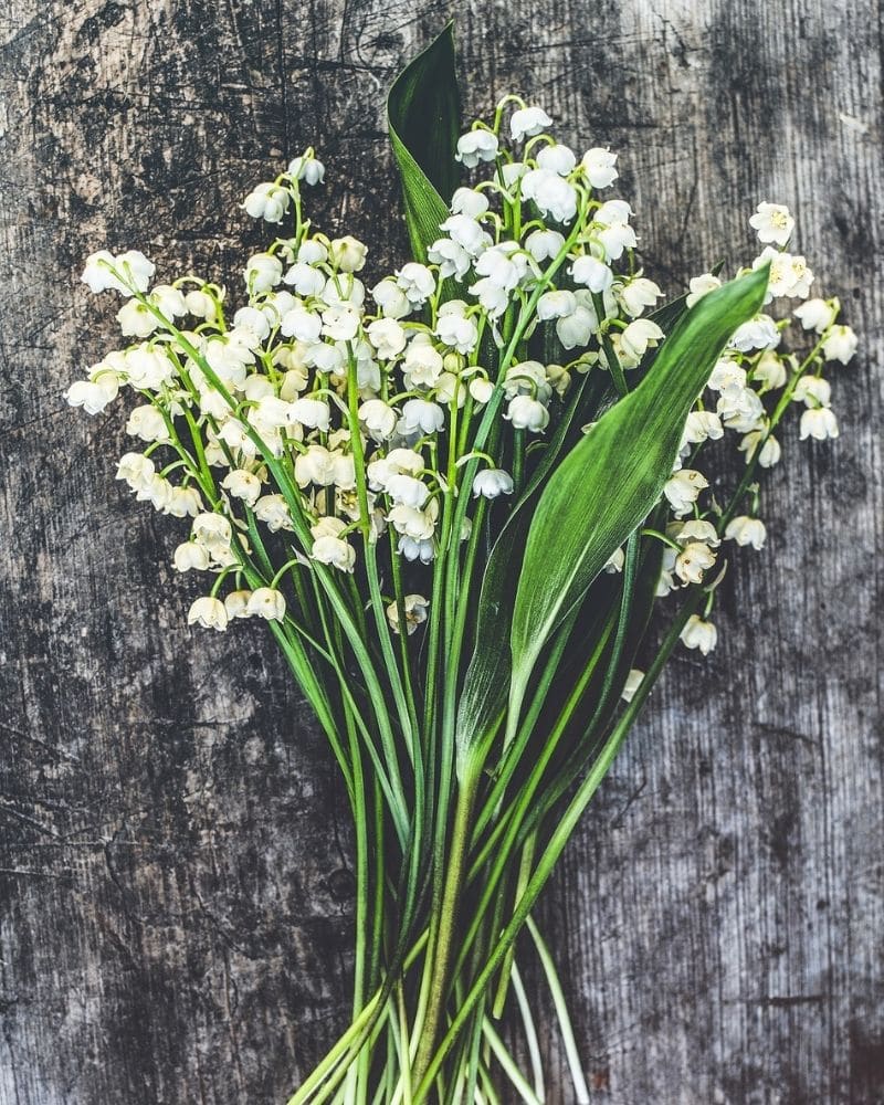 lily of the valley flowers in the woods