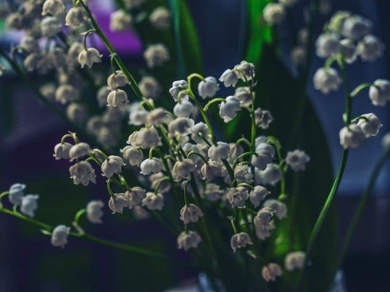 lily of the valley in the dark