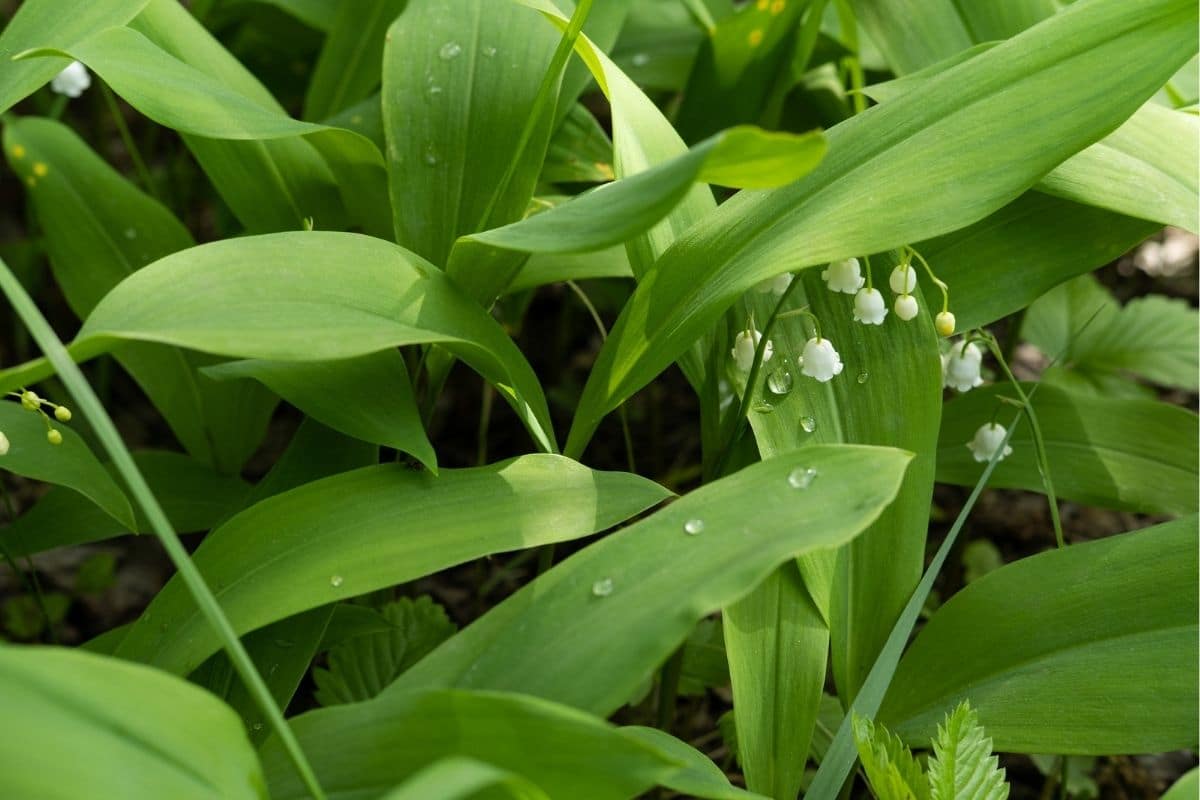 How To Grow And Care For Lily Of The Valley