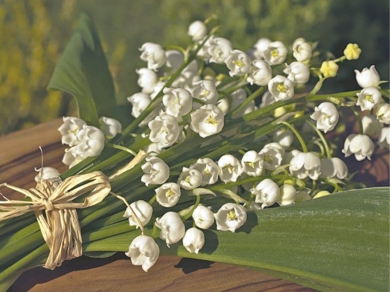 lily of the valley