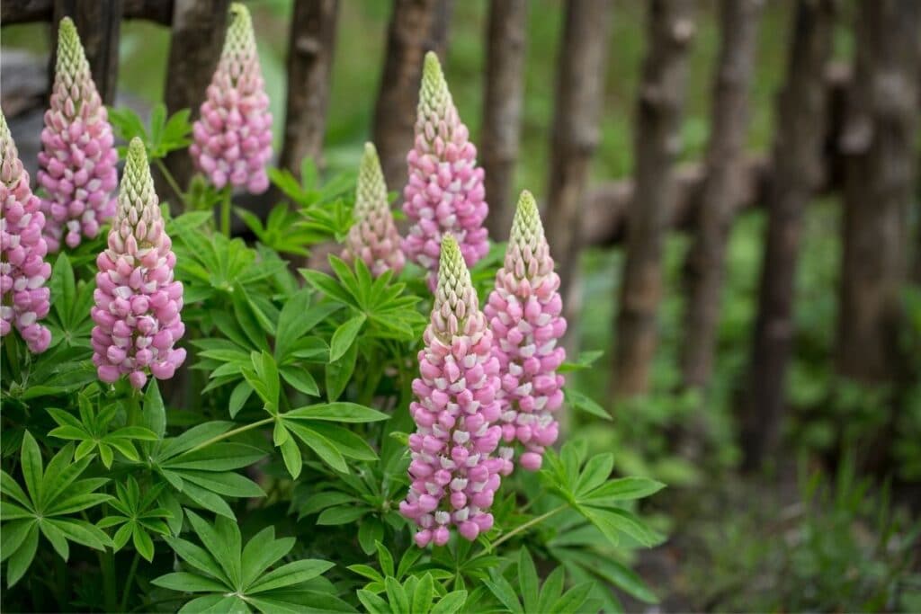 lupine flower meaning