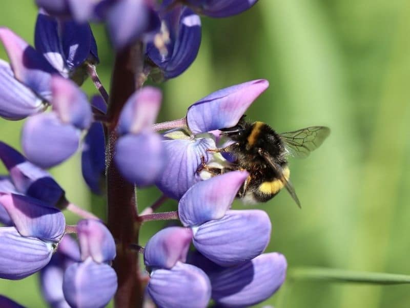 lupine flower with bee