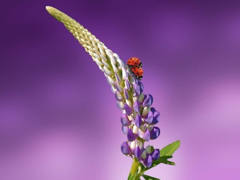 lupine flower with ladybugs