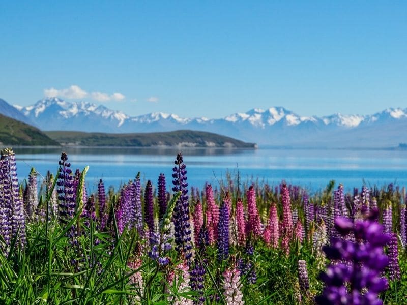lupine flowers by the lake