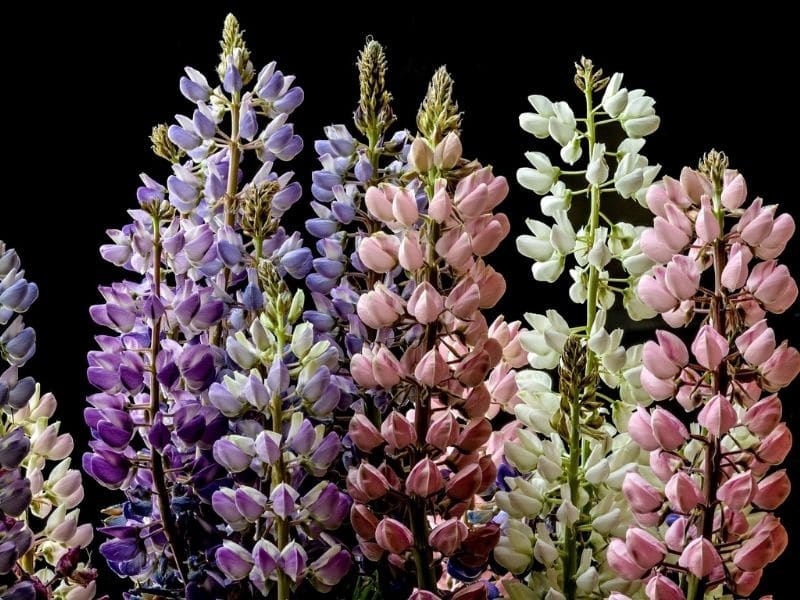 lupine flowers in different colors