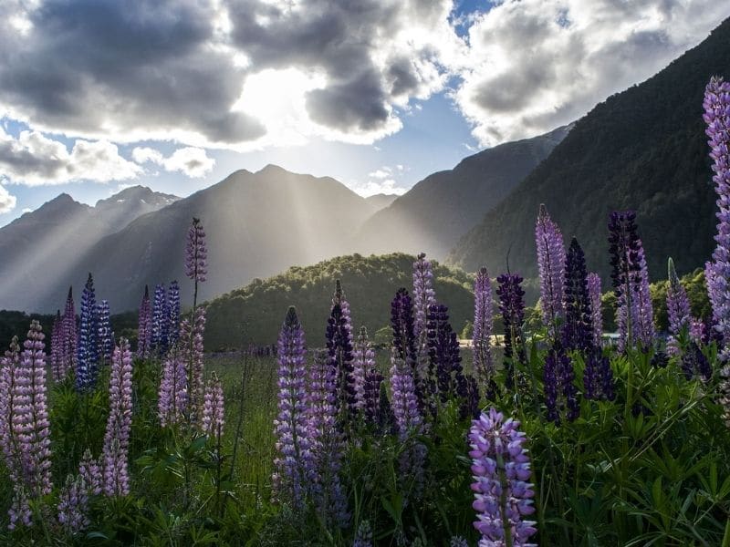 lupine flowers in the mountains