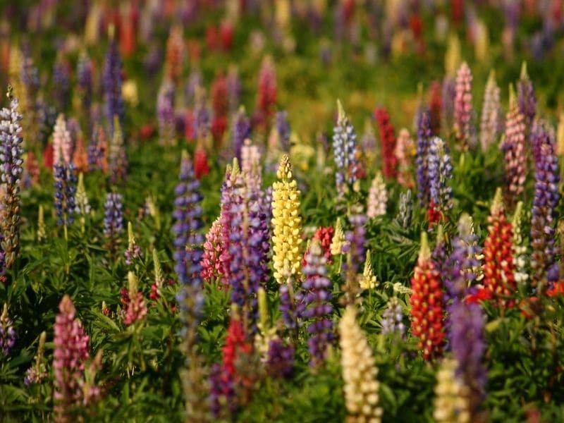 lupine flowers in the summer