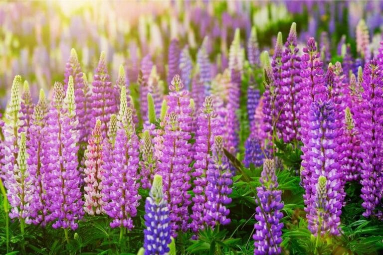 Lupine Flower (Lupinus) Types, How To Grow and Care