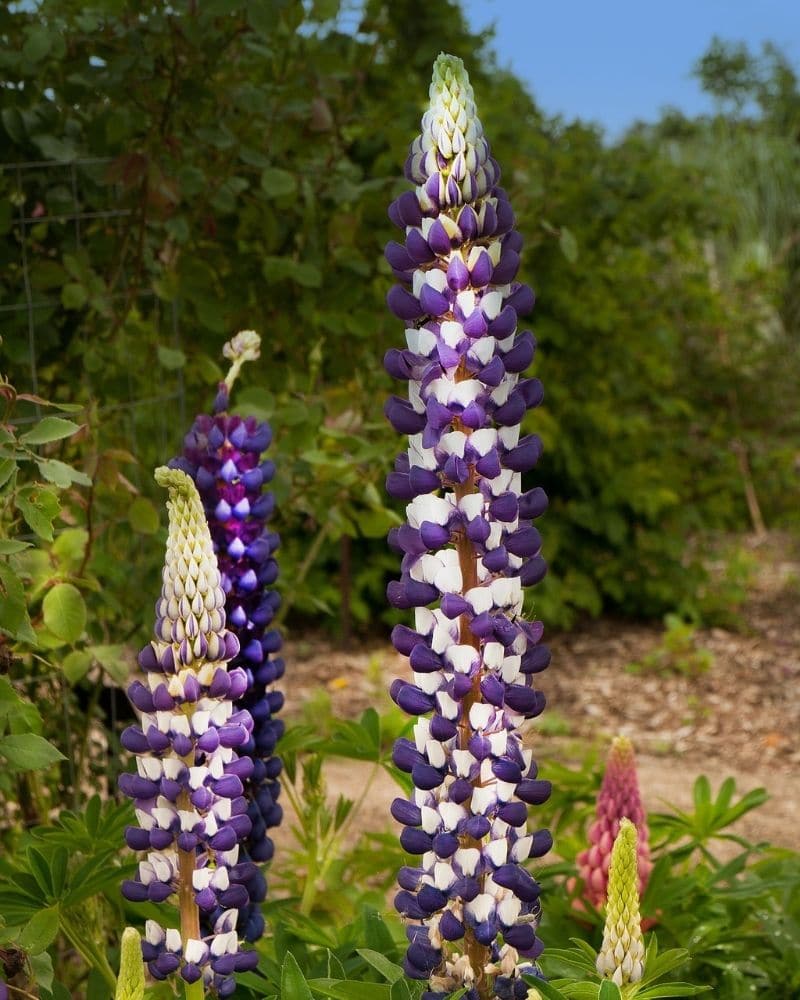 lupinus polyphyllus