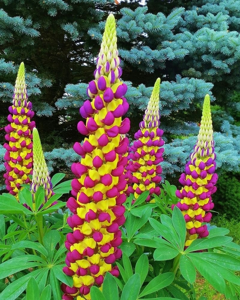 Lupine Flower Lupinus Types How To Grow And Care Florgeous