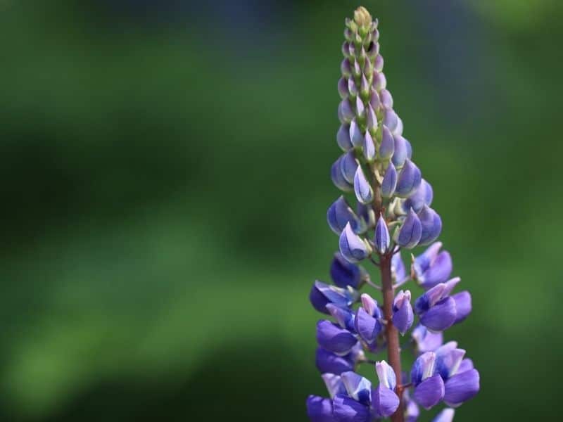 native blue lupine