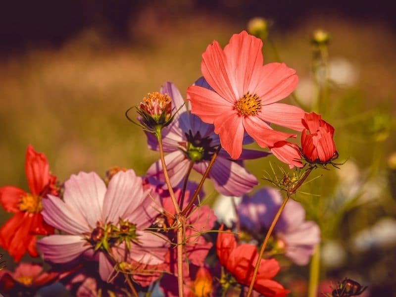 orange cosmos flowers