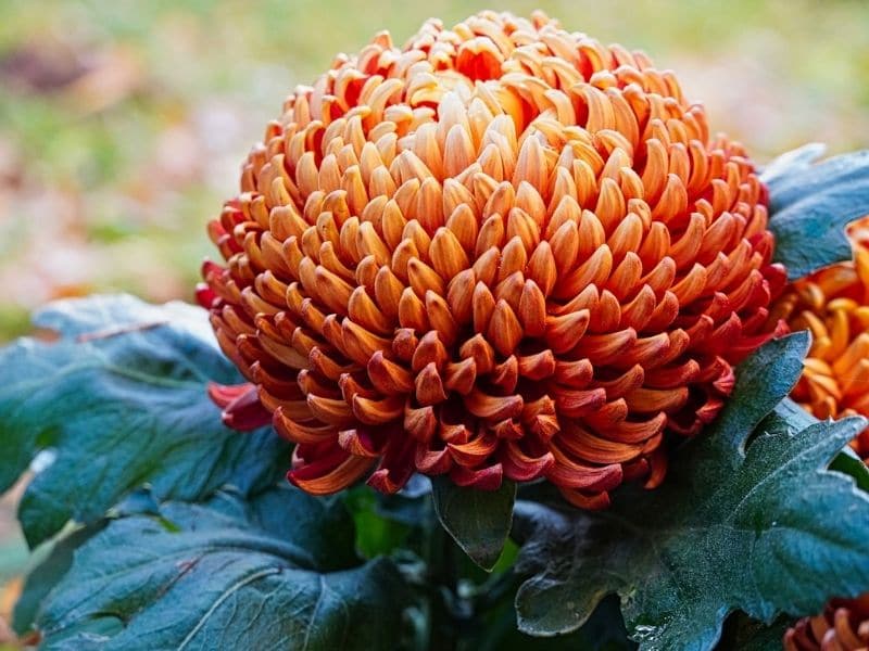 orange round chrysanthemum