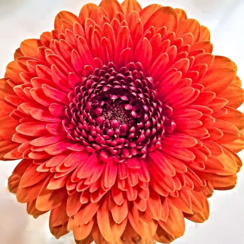 orange single chrysanthemum