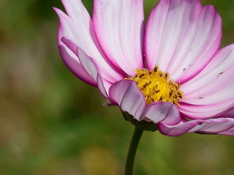 picotee cosmos