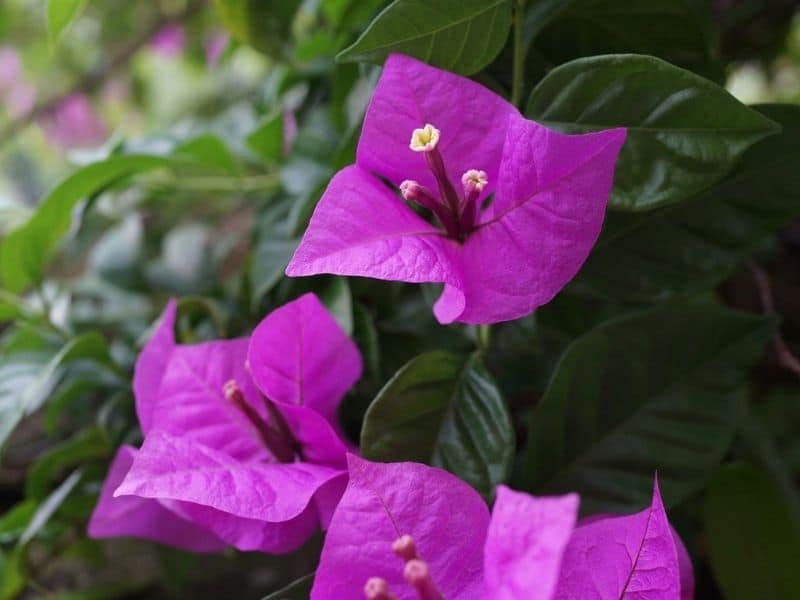 pink bougainvillea