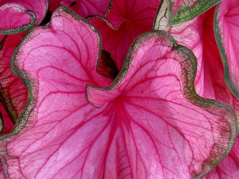 pink caladium