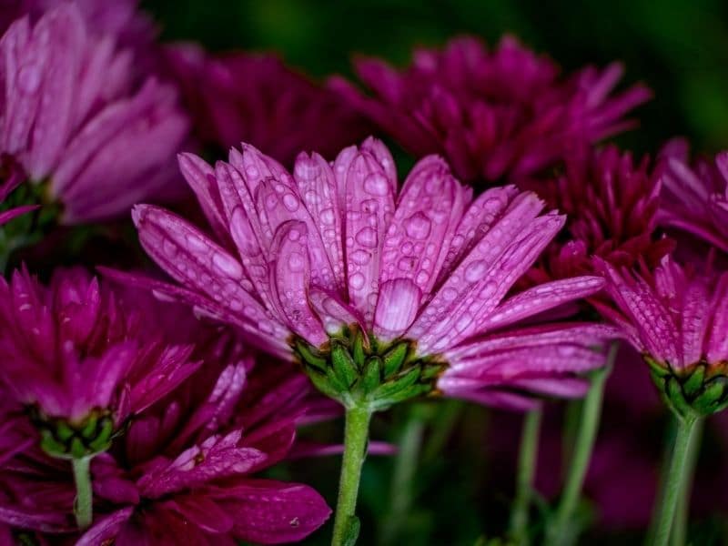 pink chrysanthemum with dewdrops