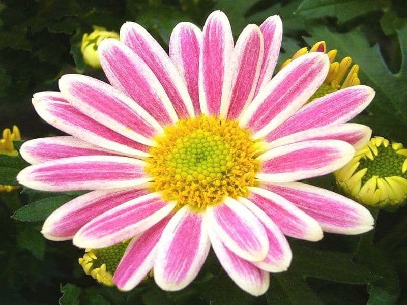 pink chrysanthemum with white outlines