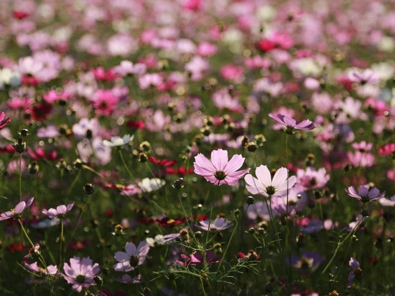 pink cosmos flower field