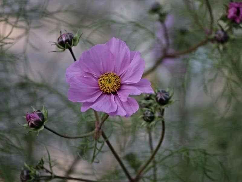 pink cosmos flower