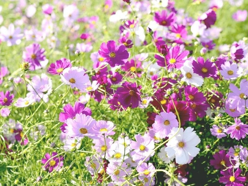 pink cosmos flowers