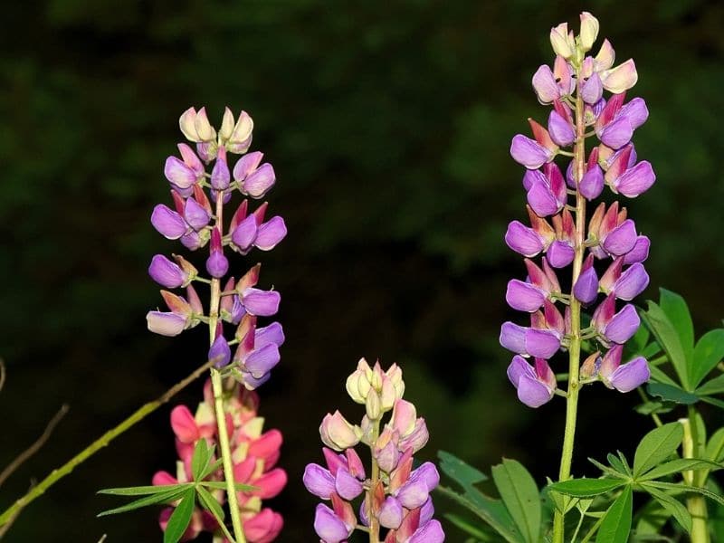 pink lupines