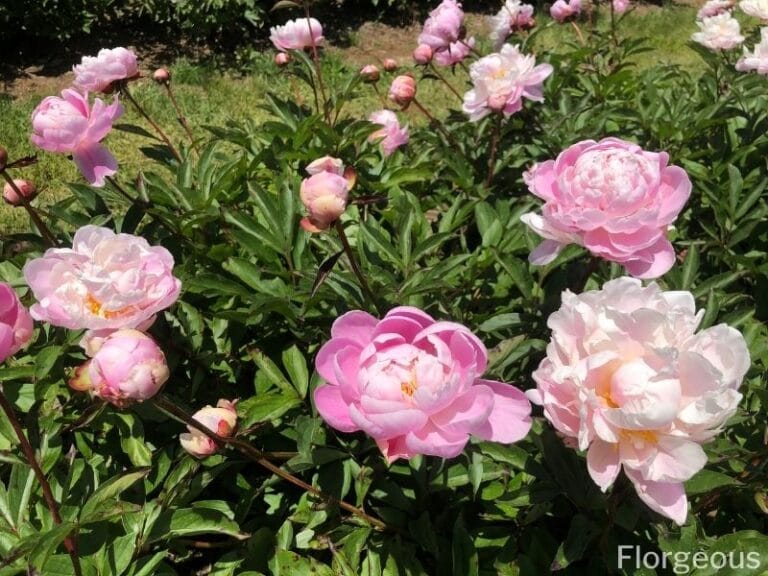 Peony Flower Meaning, Symbolism and Cultural Significance