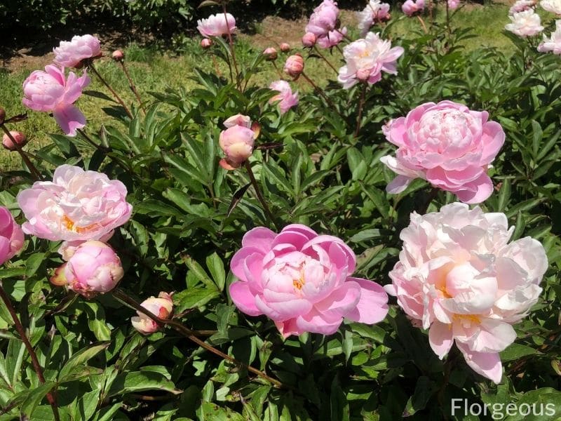 Fascinating Meaning And Symbolism Of Peony Flowers And Tattoo Florgeous