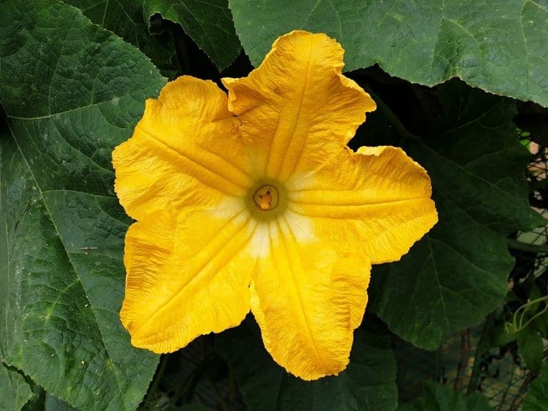 pumpkin bloom