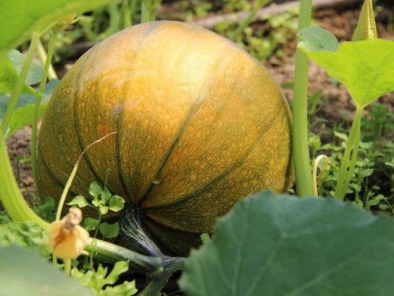 Everything You Need To Know about Pumpkin Flowers