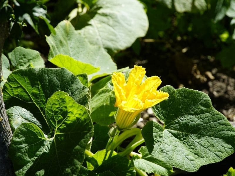 pumpkin plant flower	