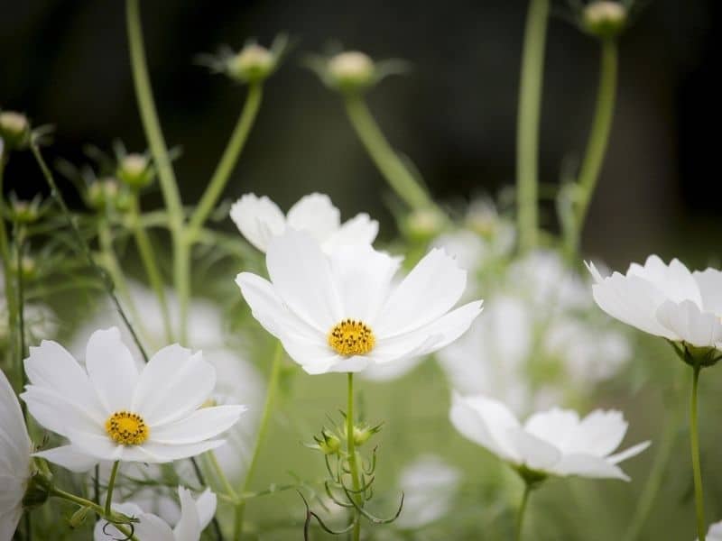 purity cosmos