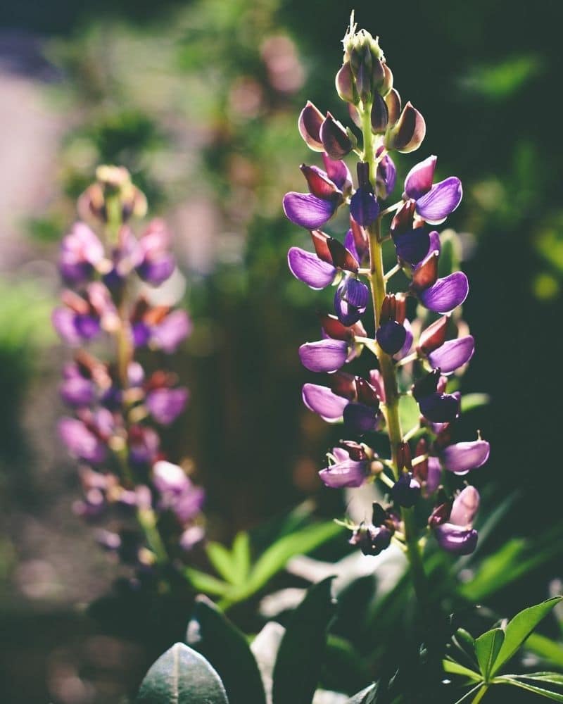 purple lupine flower