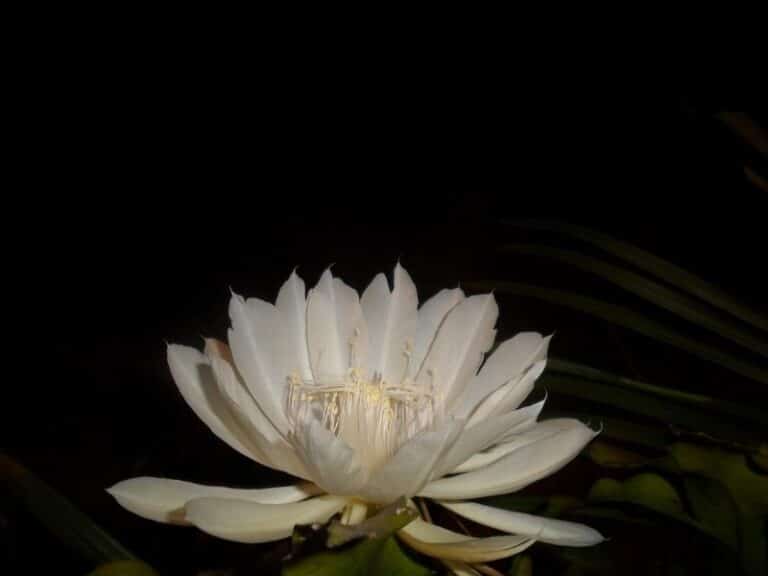 Queen of the Night Flower (Epiphyllum oxypetalum) How To Grow and Care
