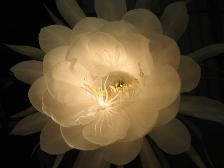 Queen of the Night Flower (Epiphyllum oxypetalum) How To Grow and Care