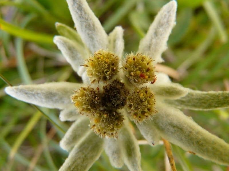 rare edelweiss flower