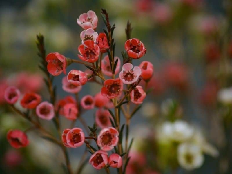 orange wax flower