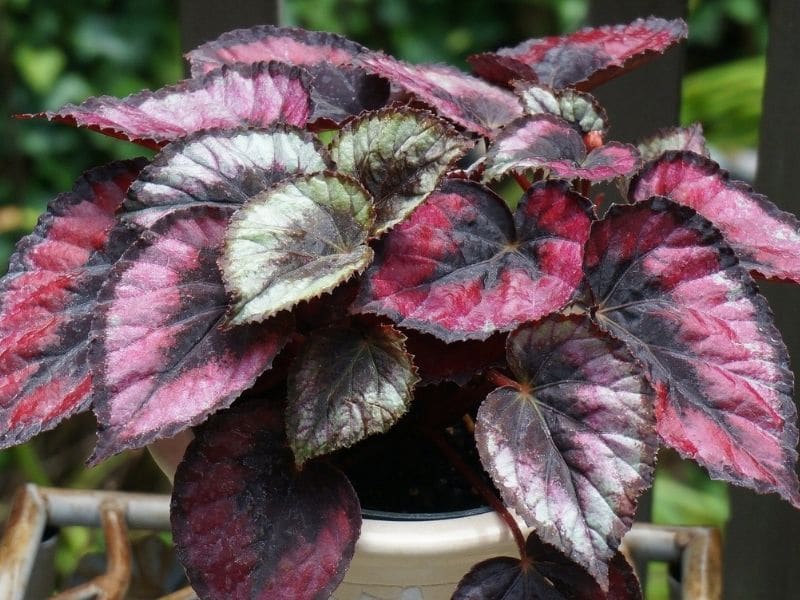 rex begonia