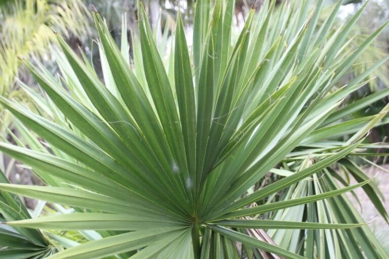 How To Grow and Care for Dwarf Palmetto (Sabal minor)