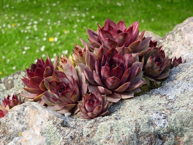 sempervivum succulent