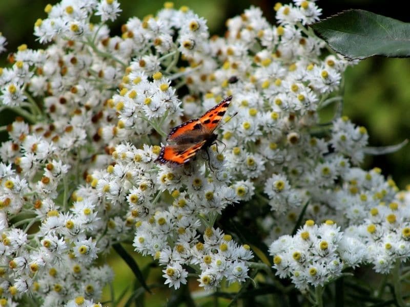 Amazing Meaning And Symbolism Edelweiss Flower And Color Florgeous