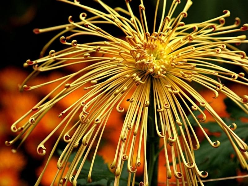 spider bloom chrysanthemum