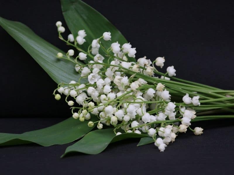 stalks of lily of the valley flowers