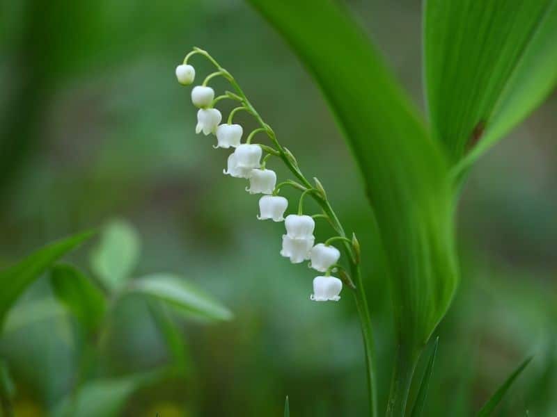 strand of lily of the valley flower