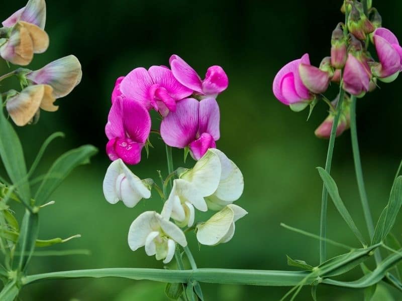 sweet pea plant