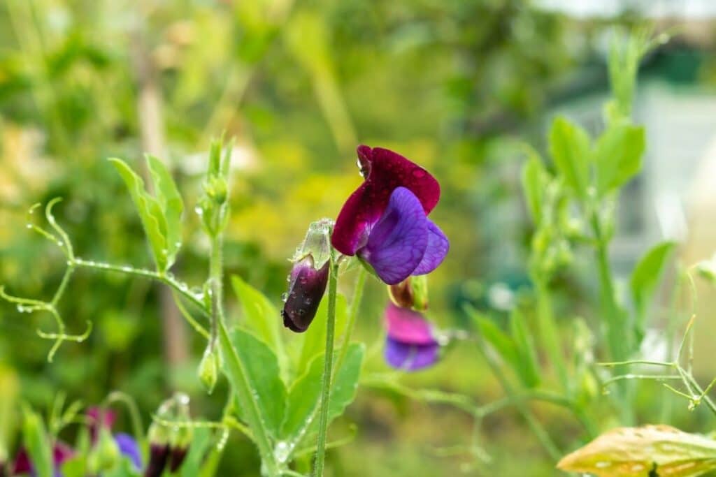 are sweet peas flower safe for dogs