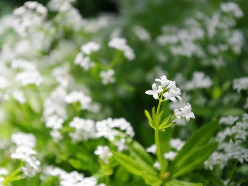 sweet woodruff