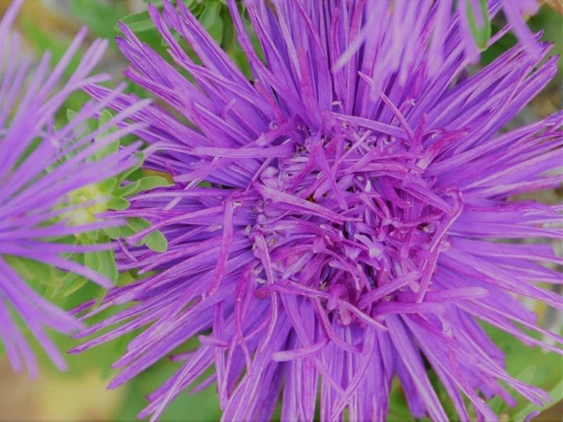 thistle chrysanthemum