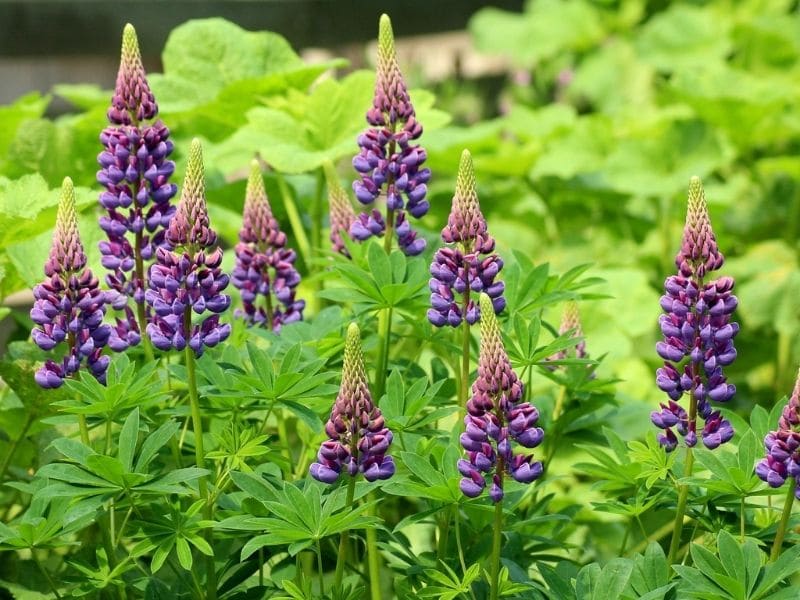 violet lupine flowers